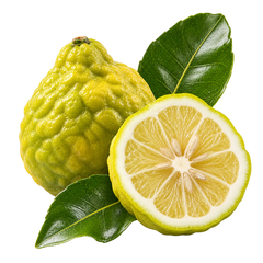 Bergamota