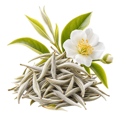 Chá Branco