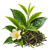 Chá Verde