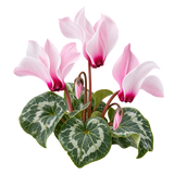 Cyclamen