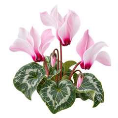 Cyclamen