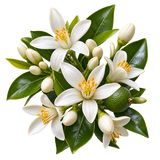 Flor de Laranjeira