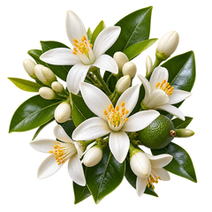 Flor de Laranjeira