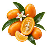Kumquat