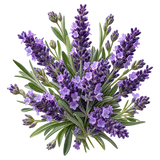Lavanda