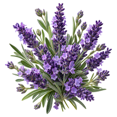Lavanda