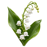 Lírio-do-Vale