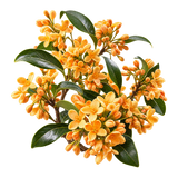 Osmanthus