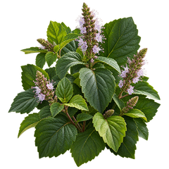 Patchouli