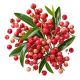 Pimenta-Rosa