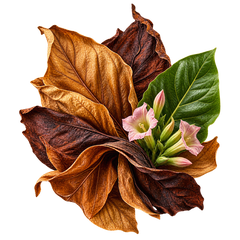Tabaco