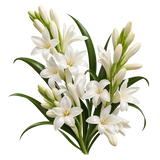 Tuberosa
