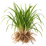 Vetiver