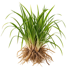 Vetiver