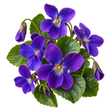 Violeta