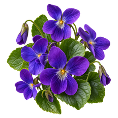 Violeta