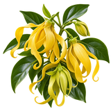 Ylang-Ylang