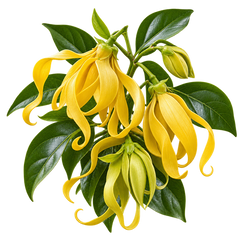 Ylang-Ylang
